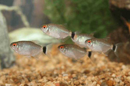 טטרה עין אדומה-Red Eye Tetra 