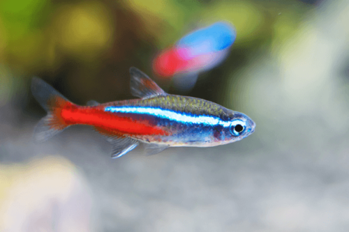 טטרה ניאון-Neon Tetra