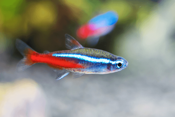 טטרה ניאון-Neon Tetra
