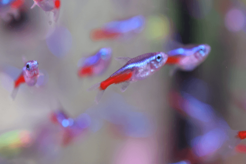 טטרה ניאון-Neon Tetra