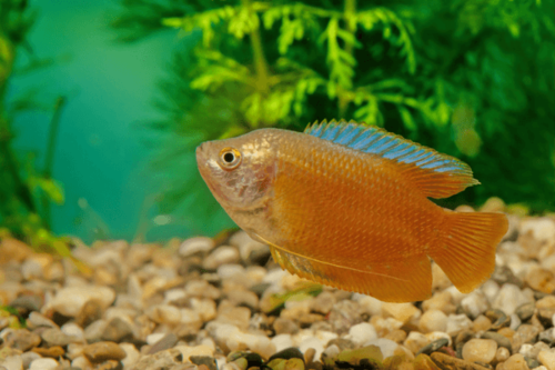 גורמי גמד להבה Flame Dwarf Gourami