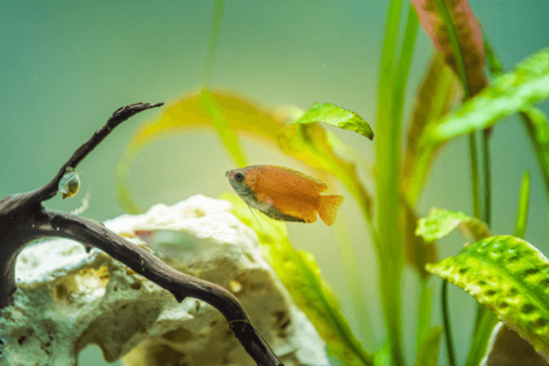 גורמי גמד דבש Honey Dwarf Gourami