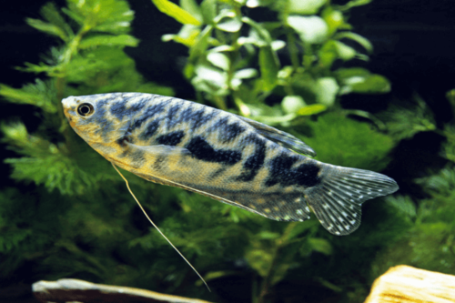 גורמי אופלין Opaline Gourami
