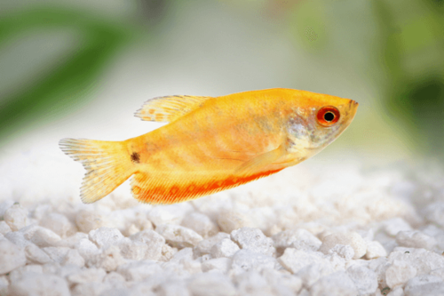 גורמי זהב-Gold Gourami