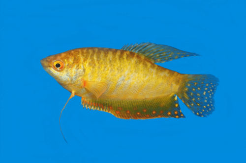 גורמי זהב-Gold Gourami