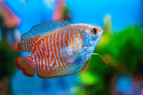 גורמי גמד לילה-Dwarf Gourami lalia