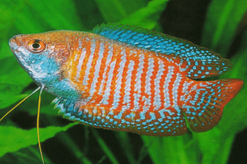 גורמי גמד לילה-Dwarf Gourami lalia