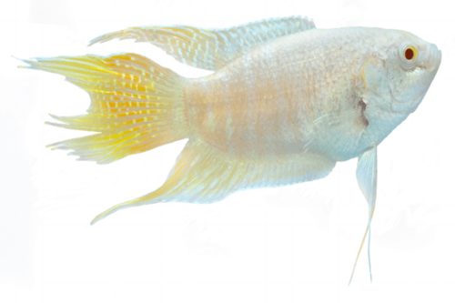 גורמי מקרופוד גן עדן-Blue Paradise Macropodus