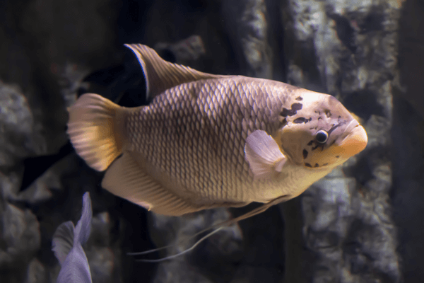 גורמי ענק-Giant Gourami