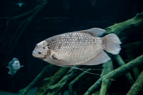 גורמי ענק-Giant Gourami
