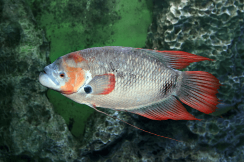 גורמי ענק זנב אדום-Red Tail Giant Gourami