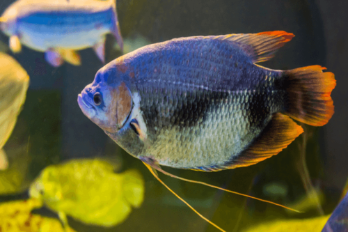 גורמי ענק זנב אדום-Red Tail Giant Gourami