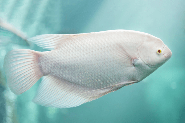 גורמי ענק אלבינו-Albino Giant Gourami
