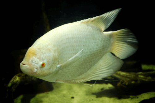 גורמי ענק אלבינו-Albino Giant Gourami