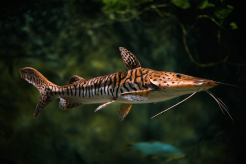 חתול שאבל נוז-Tiger Shovelnose Catfish