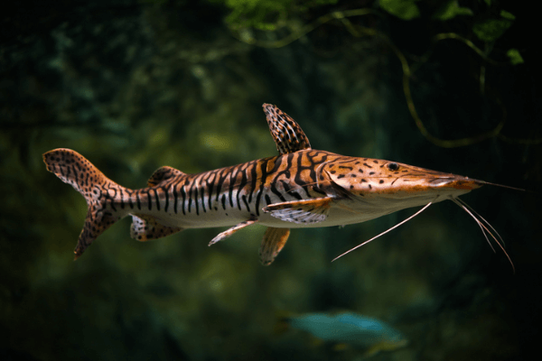 חתול שאבל נוז-Tiger Shovelnose Catfish
