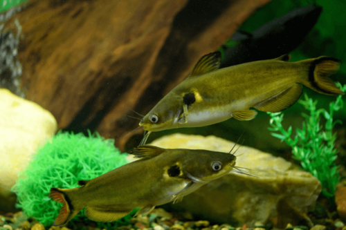 חתול שמש אסייתי-Asian Sun Catfish