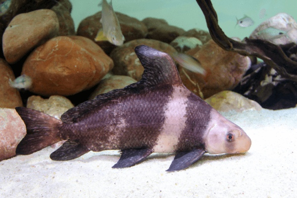 עטלף סיני-Chinese high fin banded shark