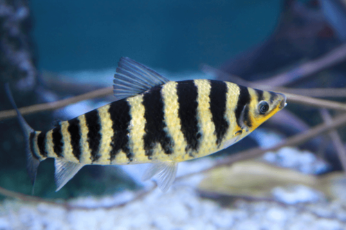 לפוריניוס-Banded Leporinus