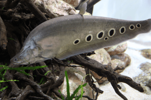 סכין ליצן Spotted Knifefish