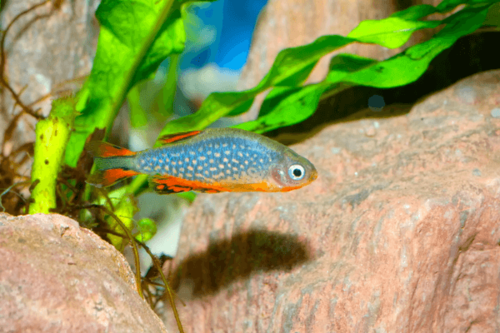 מיקרו רזבורה גלאקסי-Celestial Pearl Danio