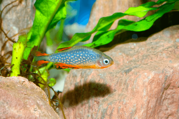 מיקרו רזבורה גלאקסי-Celestial Pearl Danio