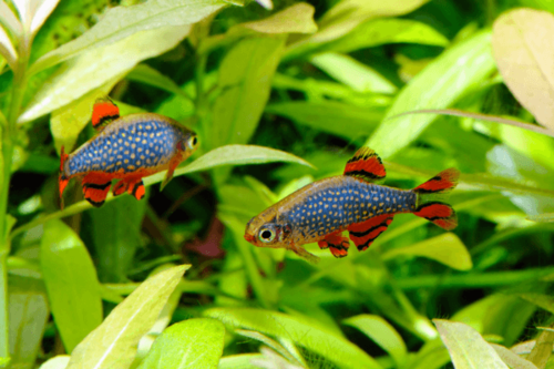 מיקרו רזבורה גלאקסי-Celestial Pearl Danio