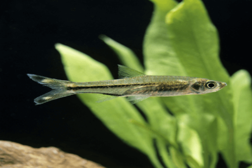 רזבורה מספריים-Scissortail Rasbora