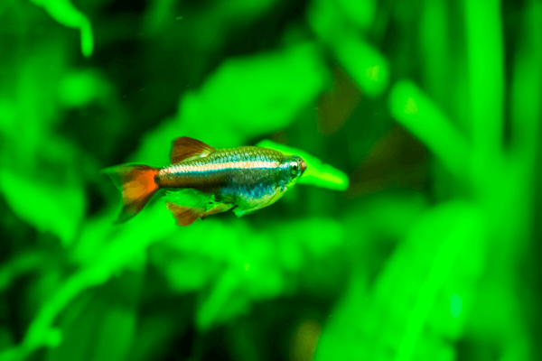 טניכטיס אלבונוביס-White Cloud Mountain Minnow
