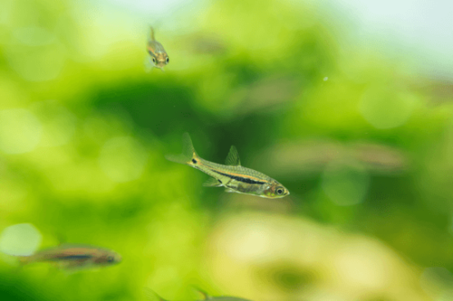 רזבורה זנב אדום-Red Tailed Rasbora