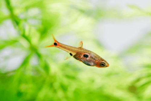 מיקרו רזבורה מקולטה-Dwarf Pygmy Rasbora