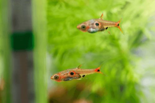 מיקרו רזבורה מקולטה-Dwarf Pygmy Rasbora