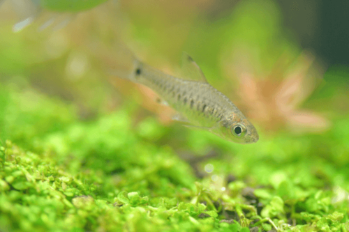 מיקרו רזבורה נקודה- POINT RASBORA
