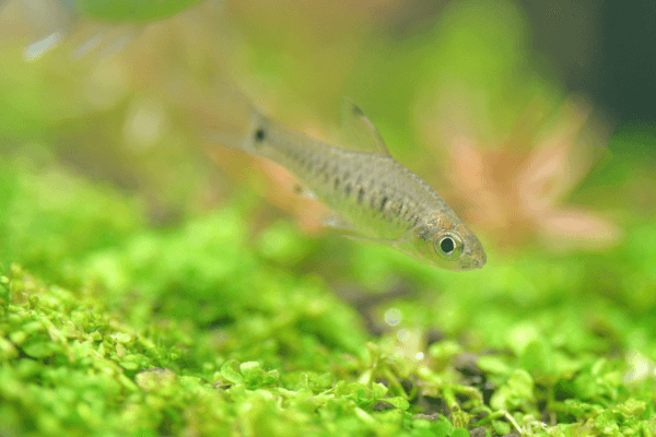 מיקרו רזבורה נקודה- POINT RASBORA