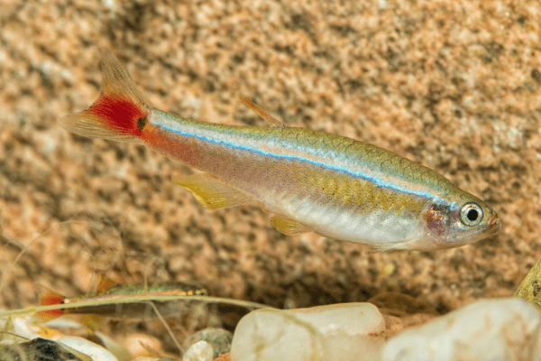 טניכטיס אלבינו-Tanichthys albino