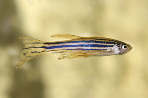זברה דניו ארוך סנפיר zebra longfin danio