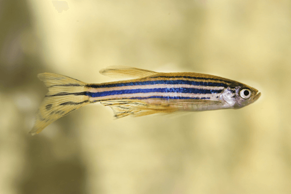 זברה דניו ארוך סנפיר zebra longfin danio
