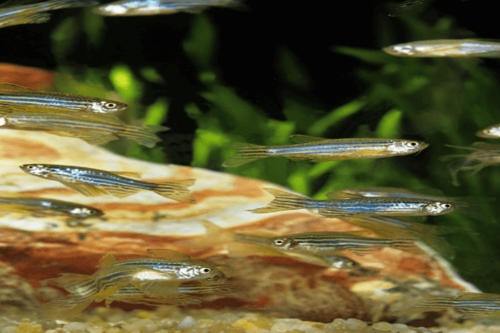זברה דניו Zebra Danio