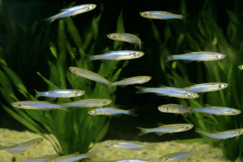דניו פנינה Pearl Danio