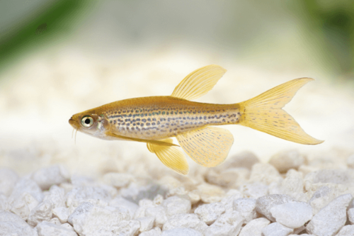 דניו נמר ארוך סנפיר Leopard Longfin Danio