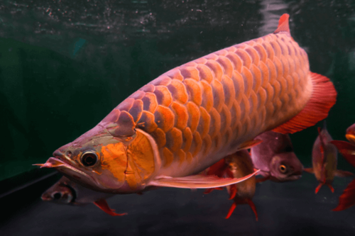 ארואנה אדומה Red Arowana