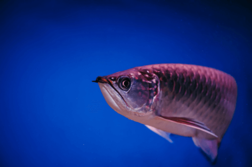 ארואנה ג'רדיני Jardini Arowana