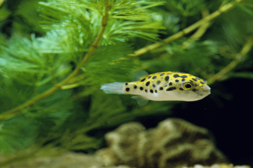 אבונפחא מנוקדת-ׁGreen Spotted Pufferׂ(GSPׁ)