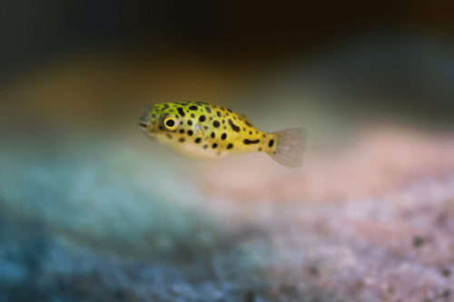אבונפחא מנוקדת-ׁGreen Spotted Pufferׂ(GSPׁ)