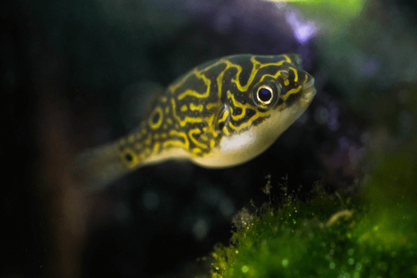אבונפחא ספרה שמונה-Figure 8 Puffer