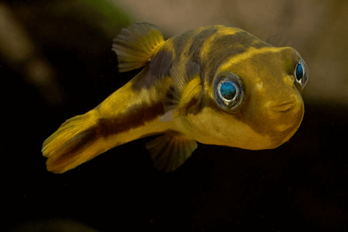 אבונפחא ננסית-Dwarf Puffer