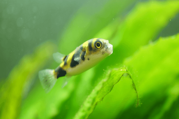 אבונפחא אמזונס-Amazon Pufferfish