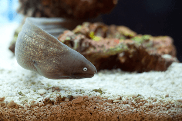 מורנה חומה-Freshwater Moray Eel