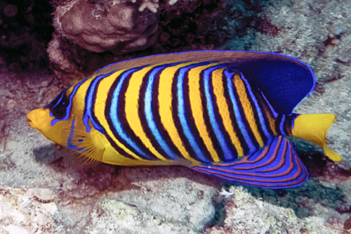 אנג'ל דיאקנטוס -Regal Angelfish