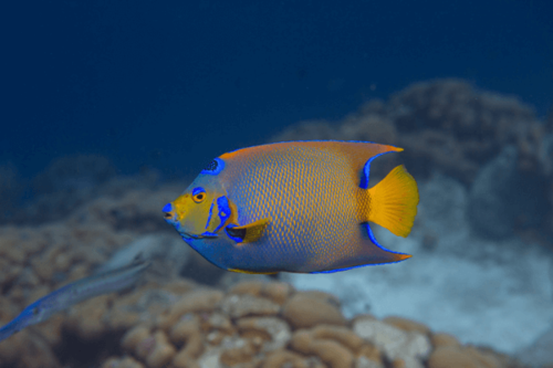 קווין אנג'ל -queen angelfish